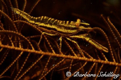 Balancing act on a crinoid. 
Taken with a Canon EOS and ... by Barbara Schilling 